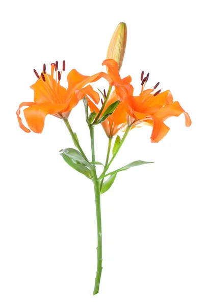 Bunga Lily — Stok Foto