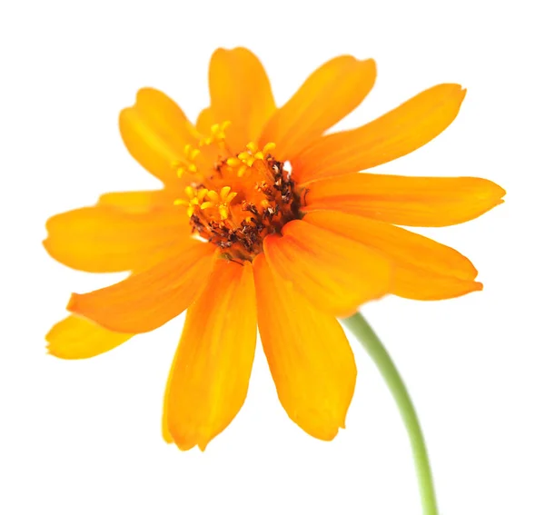 Orange Zahara zinnia — Stock Photo, Image