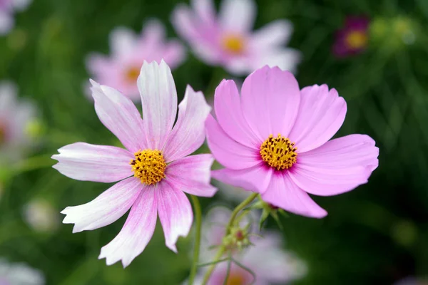 Cosmos — Foto de Stock