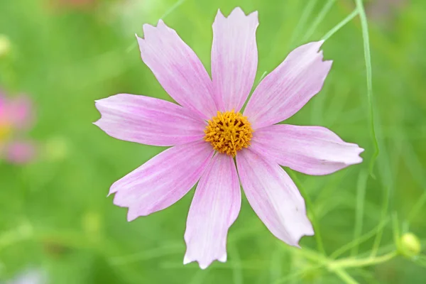 Cosmos — Foto de Stock