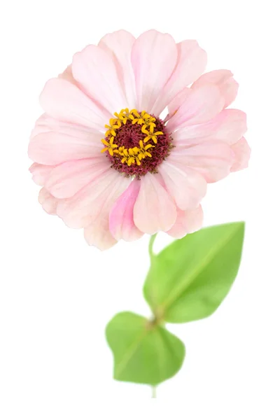 Ζίννια ροζ λουλούδι — Φωτογραφία Αρχείου