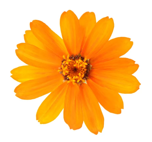 Zahara zinnia — Stock Photo, Image