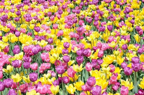 Tulp bloemen — Stockfoto