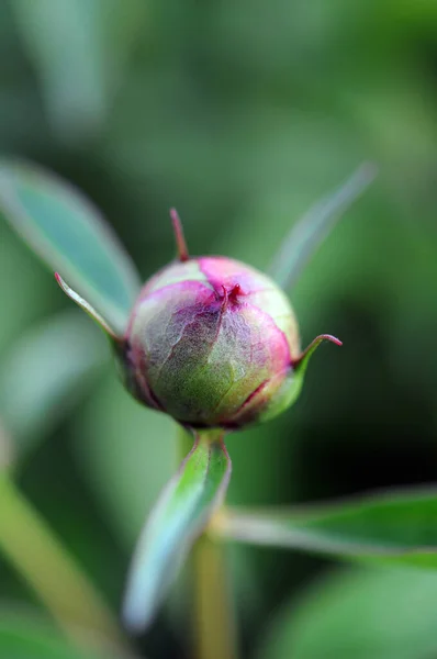 Rose bud — Fotografie, imagine de stoc