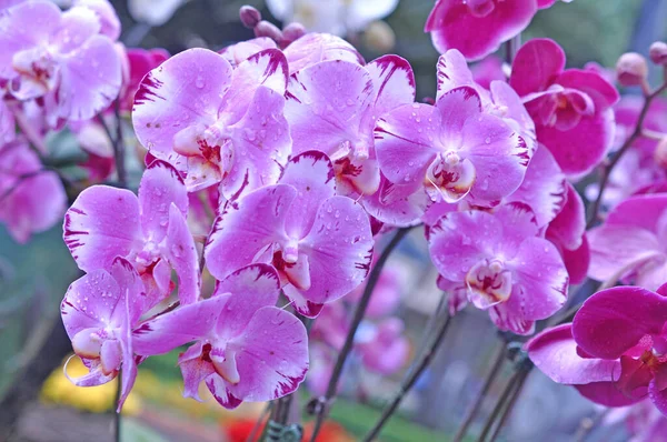 Orchidea viola — Foto Stock