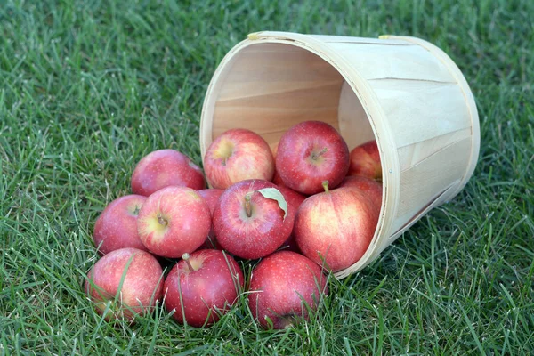 Gala apples — Stock Photo, Image