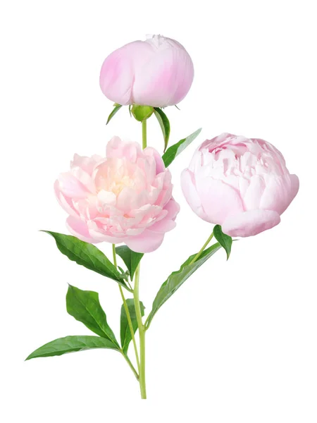 Peony flower — Stock Photo, Image