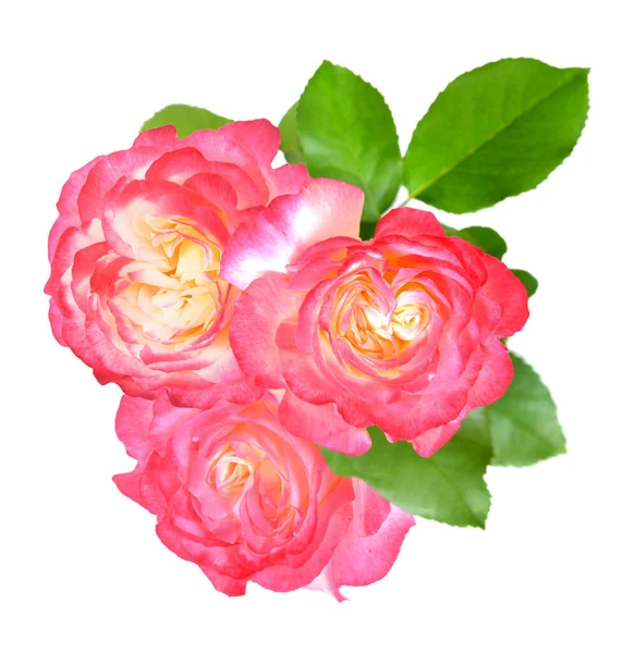 Mazzo di rose — Foto Stock