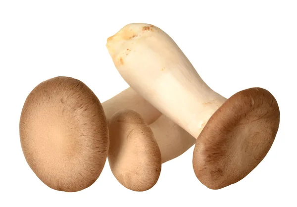 oyster mushroom