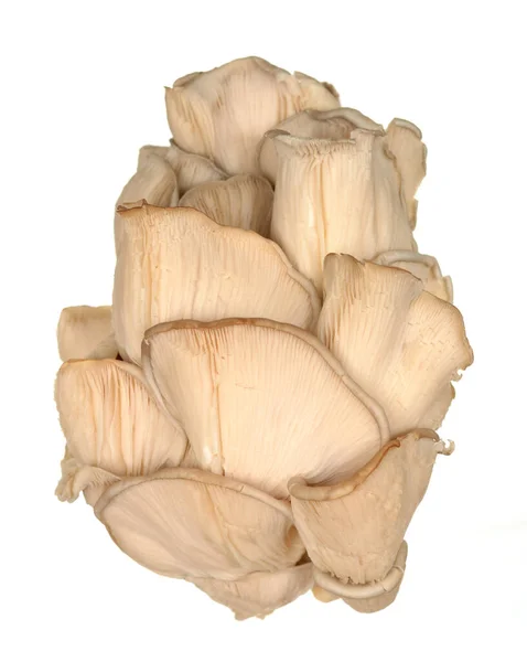 Pleurotus eryngii гриб — стокове фото