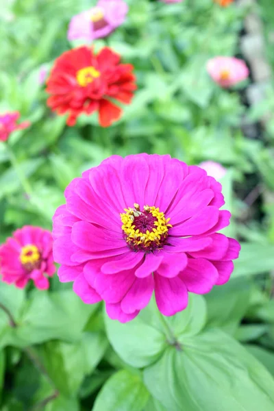 Flor de Zinnia — Foto de Stock