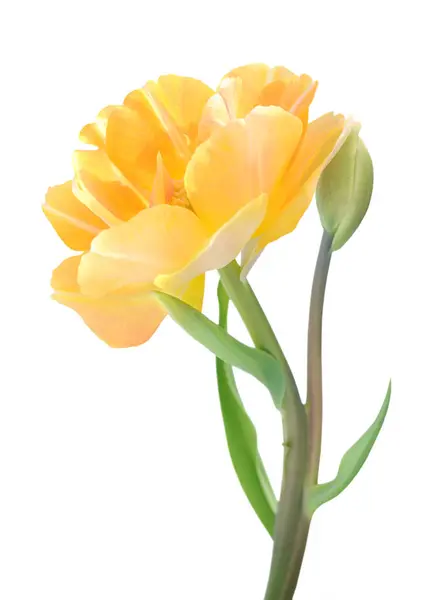 Gelbe Tulpe — Stockfoto