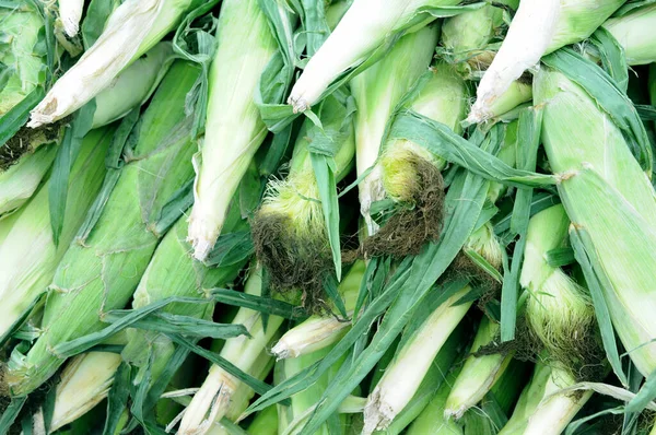 Fresh corns — Stock Photo, Image