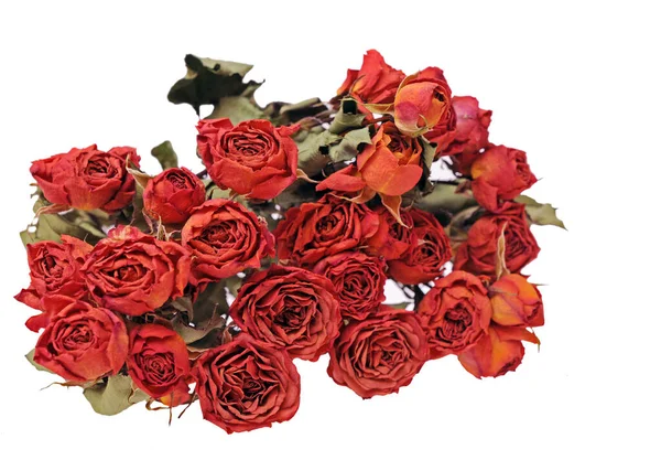 Ett gäng torkade rosor — Stockfoto