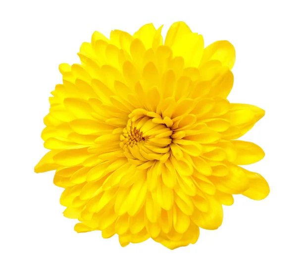 Yellow daisy flower — Stock Photo, Image