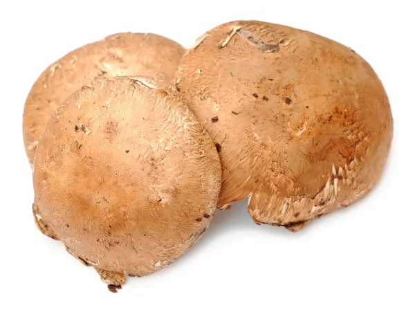 Três cogumelos — Fotografia de Stock