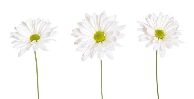  Beyaz papatya çiçekleri