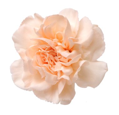 turuncu pembe karanfil