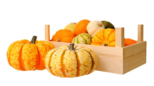 Mini pumpkin in crate — Stock Photo, Image