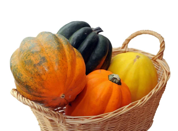 meşe palamudu kabak