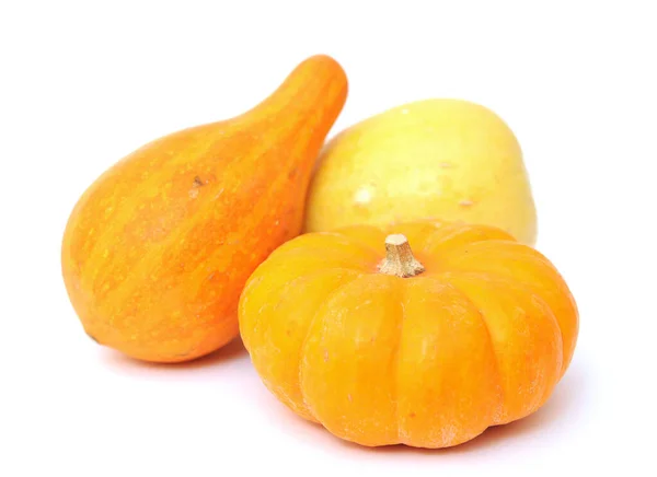 Mini calabazas y calabaza — Foto de Stock