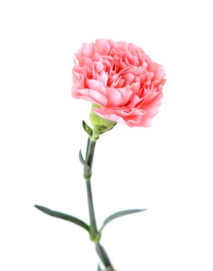 a blowing carnation  clipart