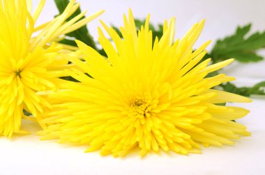 Sarı örümcek anne