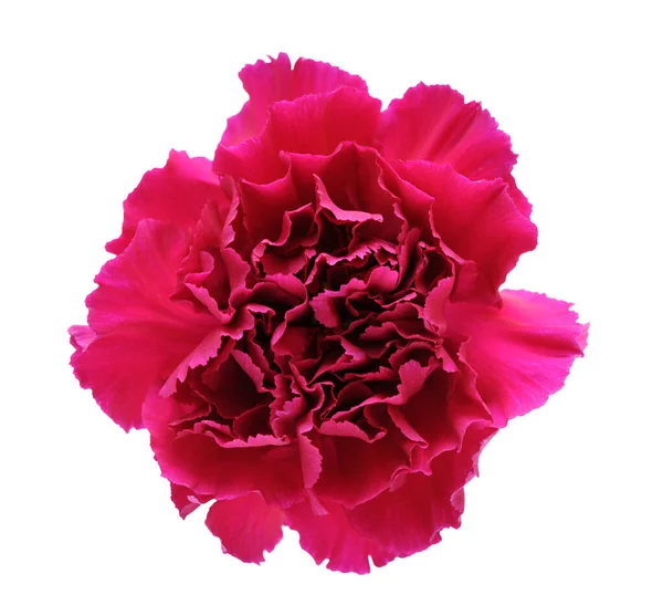 Purple carnation — Stock Photo, Image