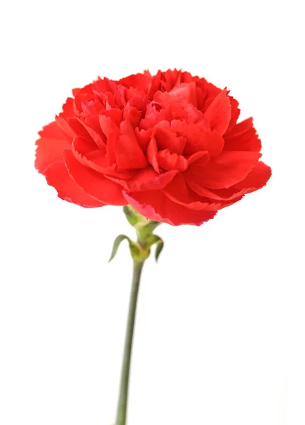 A red carnation — Stock Photo, Image