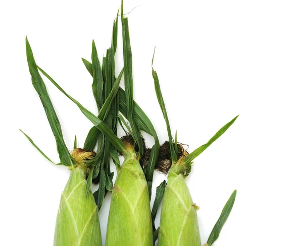 Három friss kukorica — Stock Fotó