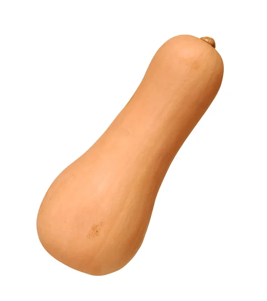 Butternut squash geïsoleerd — Stockfoto