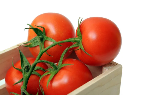 Tomaten — Stockfoto