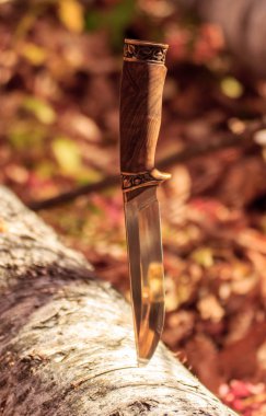 Sonbahar ormanında ağaç gövdesinden çıkan bir av bıçağı