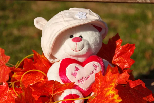 Teddy bear in panama among red autumn leaves.