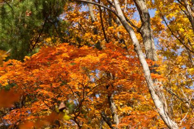Renkli sonbahar ormanı arasında renkli akçaağaç yaprakları.