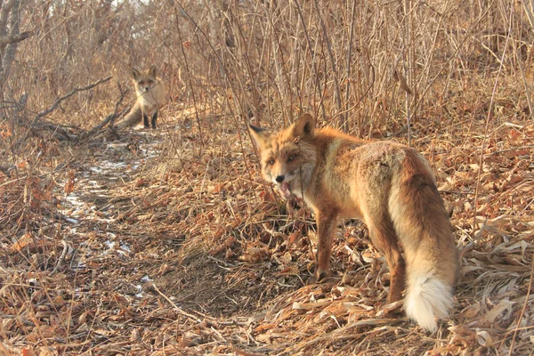 Der Fuchs Vulpes Vulpes Entblößte Seine Zähne Und Schützt Sein — Stockfoto