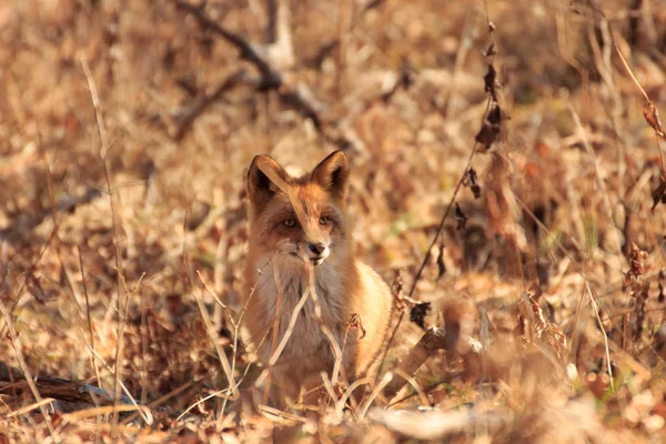 秋の森の中の狐の肖像画 — ストック写真