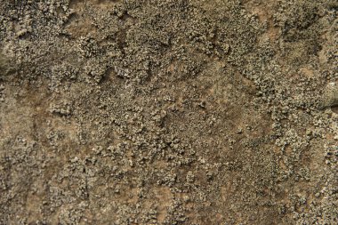 Yosun kaplı doğal yaban taşlarının yüzeyi.