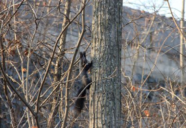 Sonbahar ormanındaki bir ağacın tepesinde fındık tutan sincap..