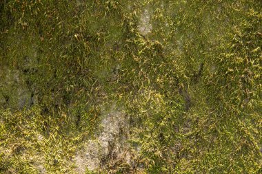 Yosun kaplı doğal yaban taşlarının yüzeyi.