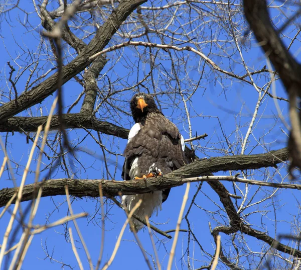 Steller Sea Eagle Haliaeetus Pelagicus Sitting Tree Branch Looking Background — Stock Photo, Image