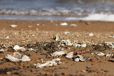 Deniz kıyısı, kumsalda fırtınalı deniz kabukları..