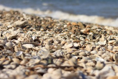 Diğer yumuşakçaların istiridye ve kabukları fırtınanın kumlu sahile attığı kabuklar..