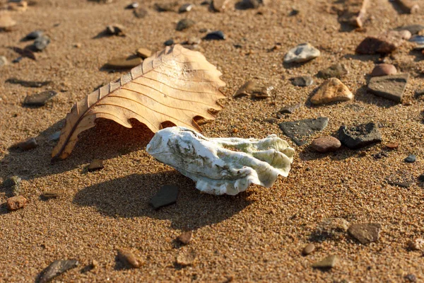 牡蠣の殻と秋のオークの葉が砂浜の海岸線に横たわっている — ストック写真