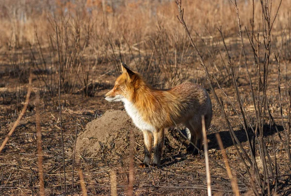 Ein Fuchs Steht Nach Einem Waldbrand Verbrannten Gras — Stockfoto