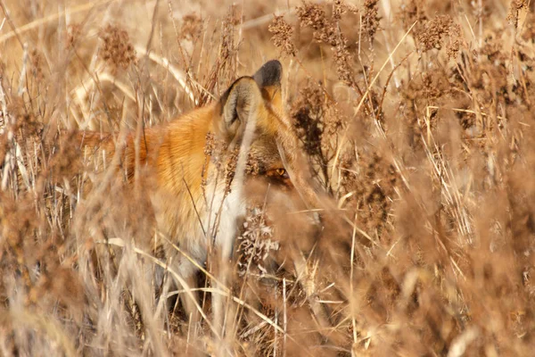 The fox hunts in thickets of dry autumn grass.