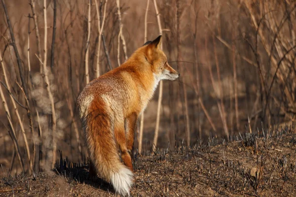 Bir orman yangınından sonra bir tilki kavrulmuş otların arasında duruyor..