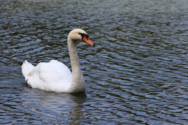 Moskova 'daki Patrik Göletleri' nin arka planındaki güzel beyaz kuğu.