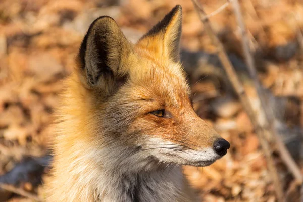 Cabeza Zorro Perfil Bosque Primavera Sobre Fondo Hierba Seca Arbustos — Foto de Stock