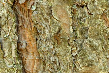Yosun kaplı bir çam ağacının kabuğunun yüzeyi